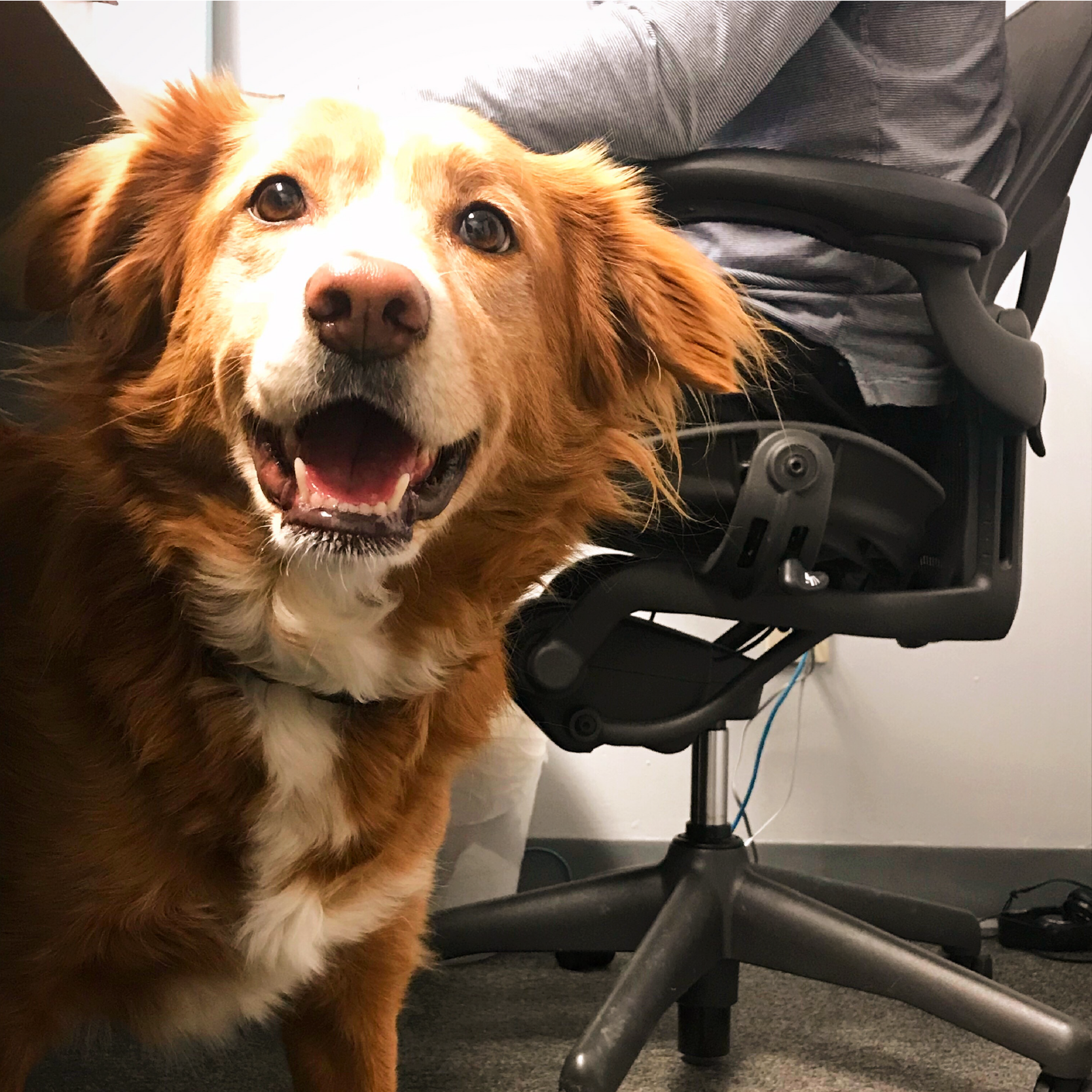 Friendly dog beside someone working at a desk